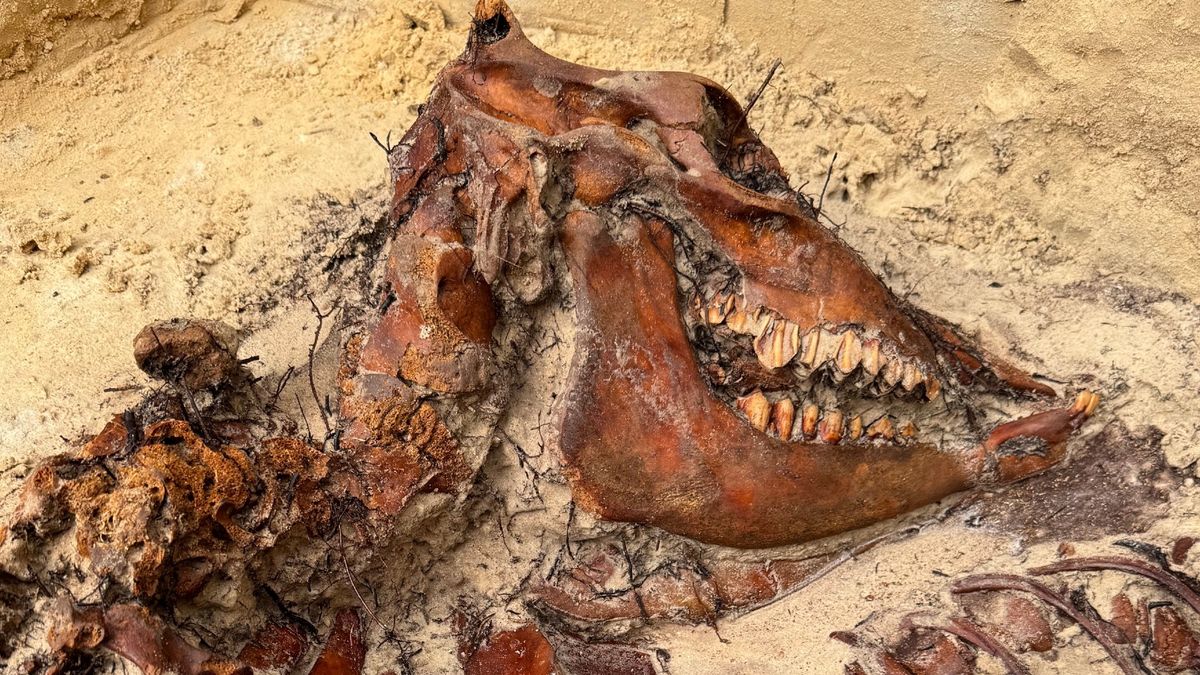 RUG-archeologen vinden 'middeleeuws bouwoffer' bij klooster in Ter Apel