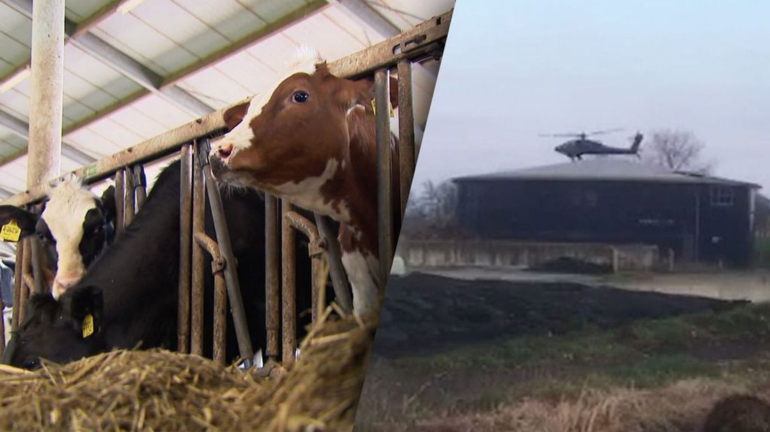 Vee kan schrikken van overvliegende helikopters en dat kan grote gevolgen hebben.