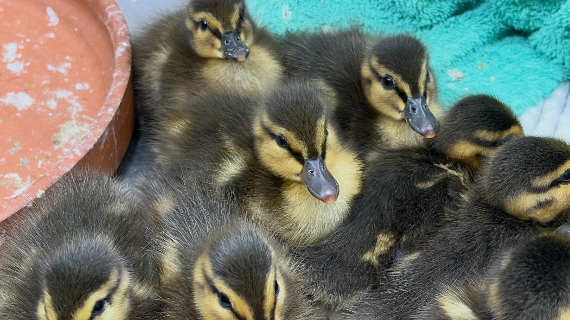 Eendjes naar vogelopvang nadat moedereend wordt doodgereden