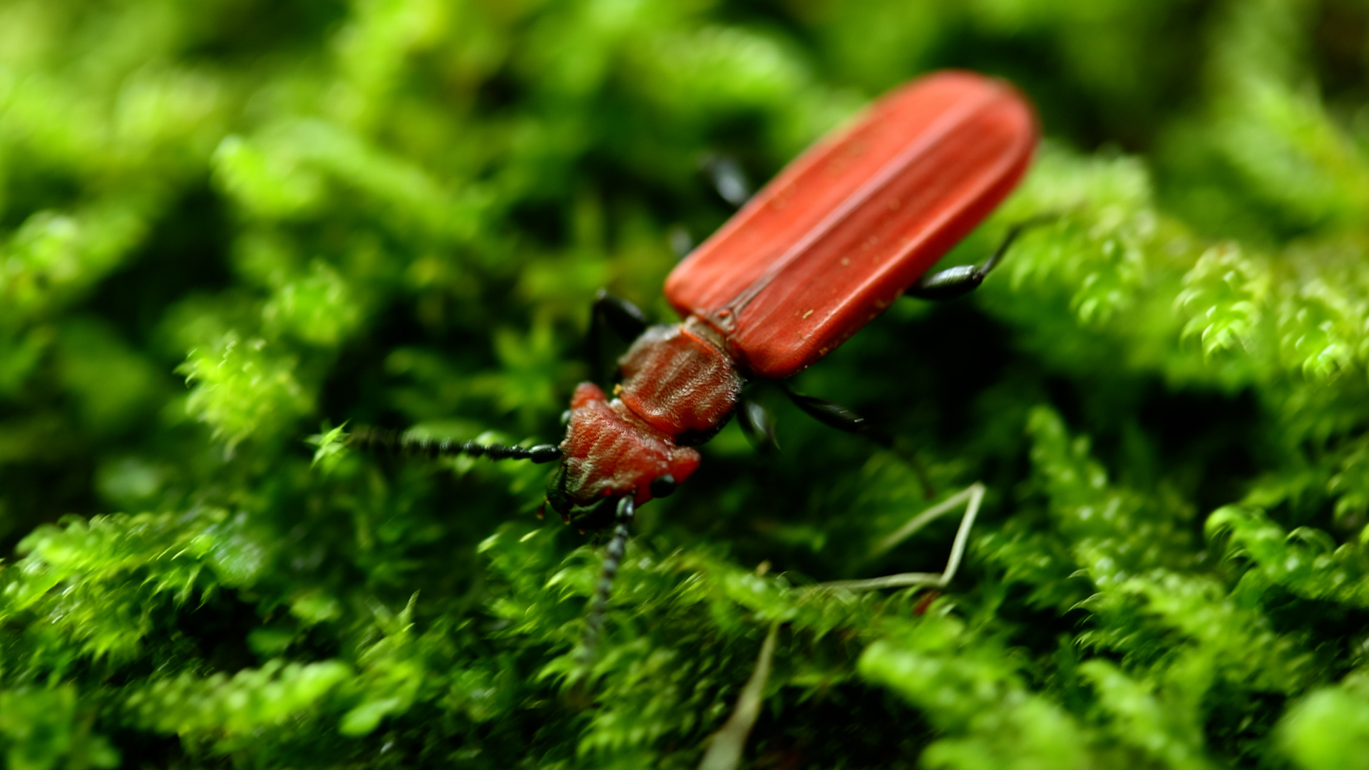 Vermiljoenkevers zijn gek op vers dood hout, Natuurlijk Zoëy de Podcast