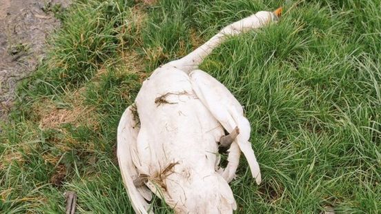 Dood gevonden zwanen Zuidlaren verongelukt, niet vermoord. Dood gevonden zwanen Zuidlaren verongelukt, niet vermoord.