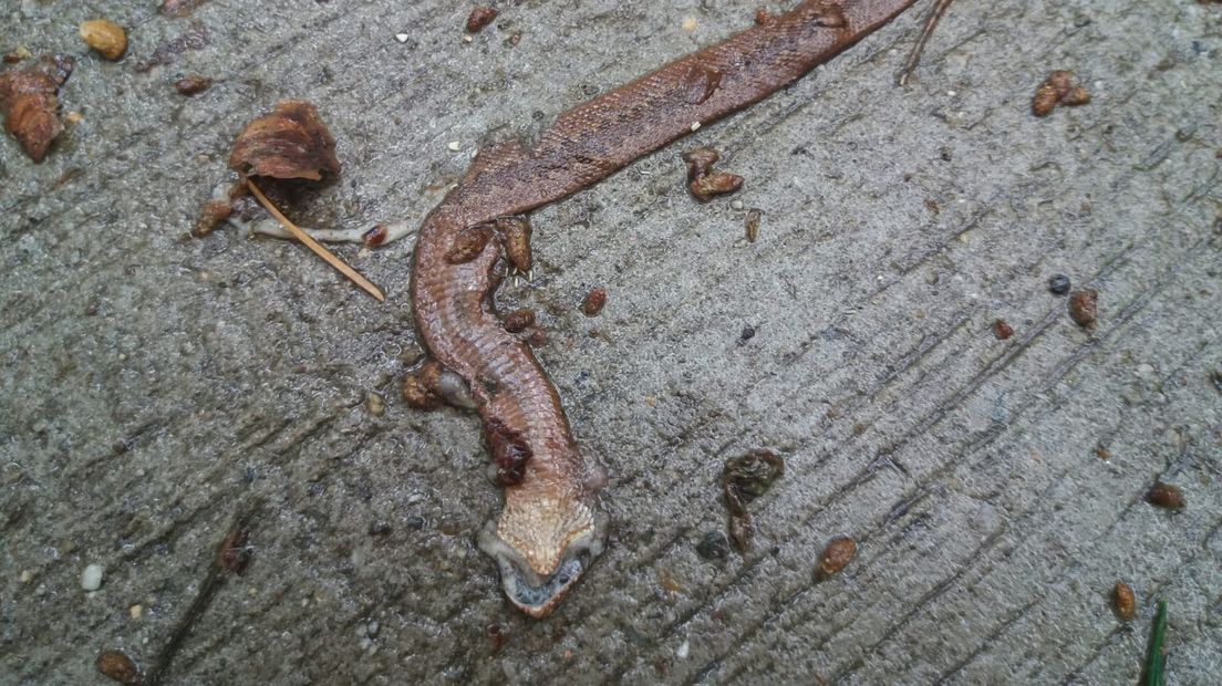 Boswachters op de Stroese Heide maken zich grote zorgen om de vele dode adders. De slangen steeds vaker overreden door fietsers. Staatsbosbeheer is daarom een onderzoek gestart.