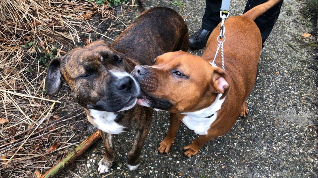 Twee honden op de uitlaatplek in Veendam