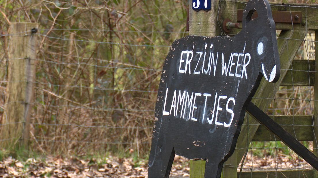 Er zijn weer lammetjes!