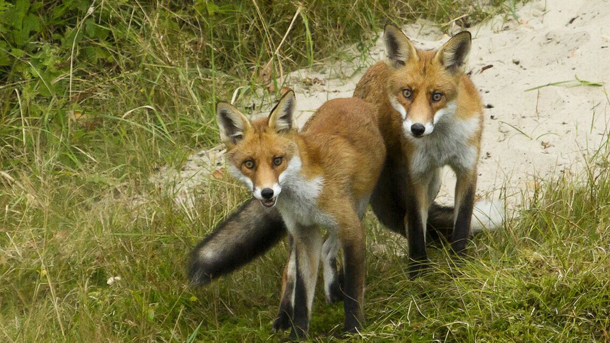 Deze vreemde gast is bezig aan een opmars en nu op vrouwenjacht