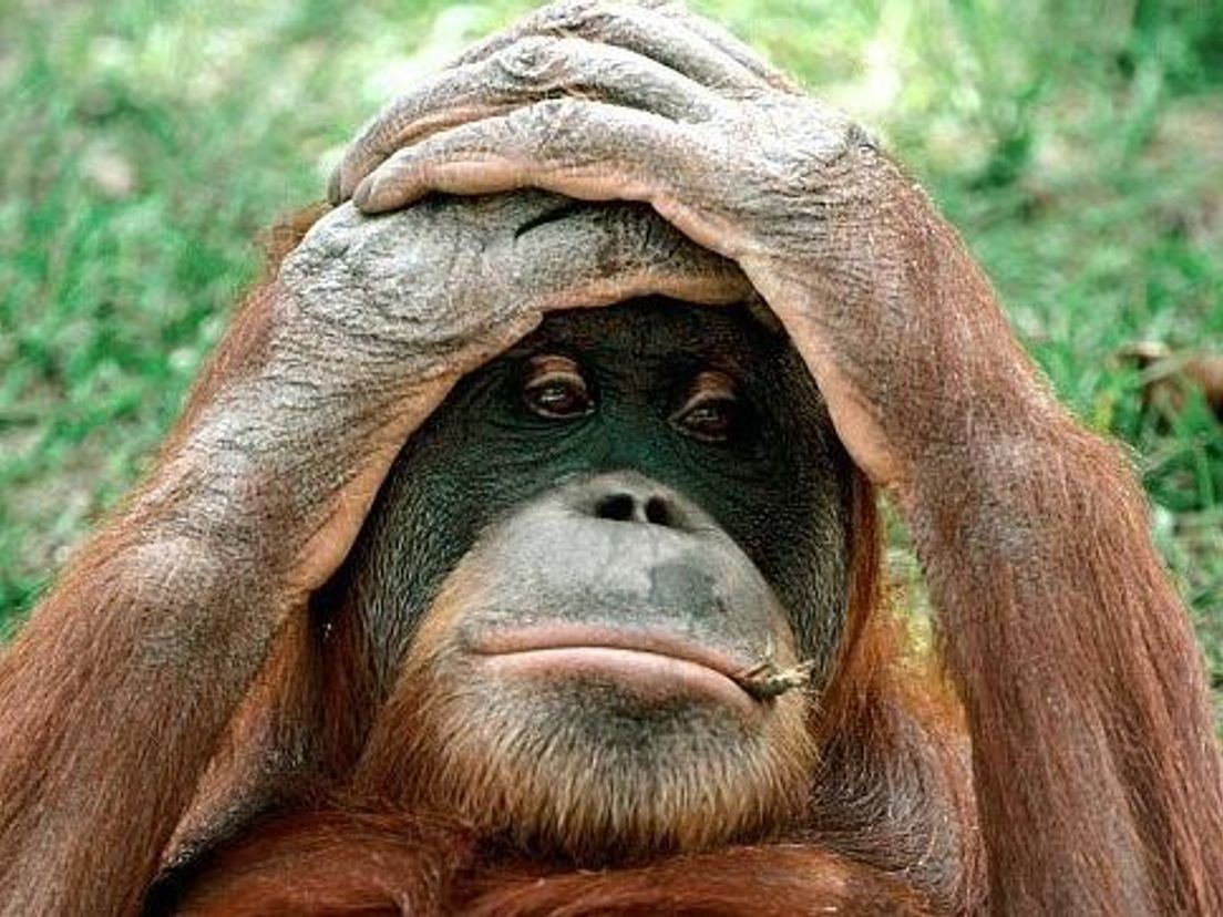 orangutan.cropresize.tmp.jpg