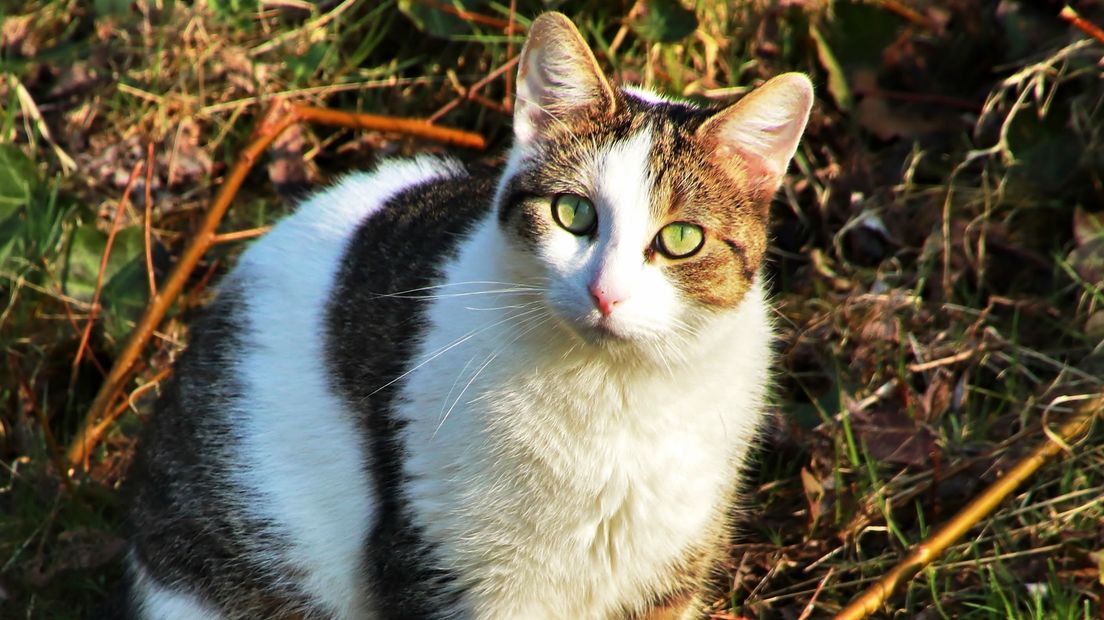 Een kat in Vlissingen