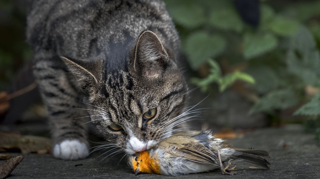 Gemeente Groningen: hou je kat 's nachts binnen tijdens broedseizoen
