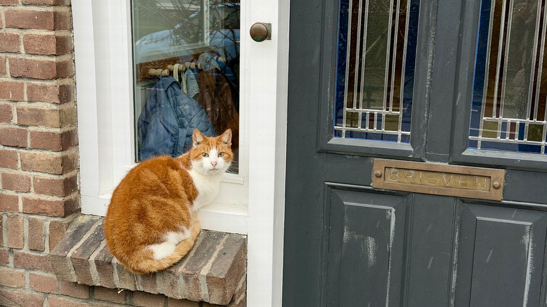 Deze kat schuilt voor de regen