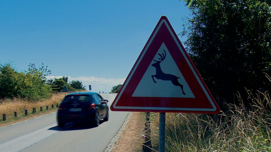 Steeds meer aanrijdingen met reeën in Zeeland