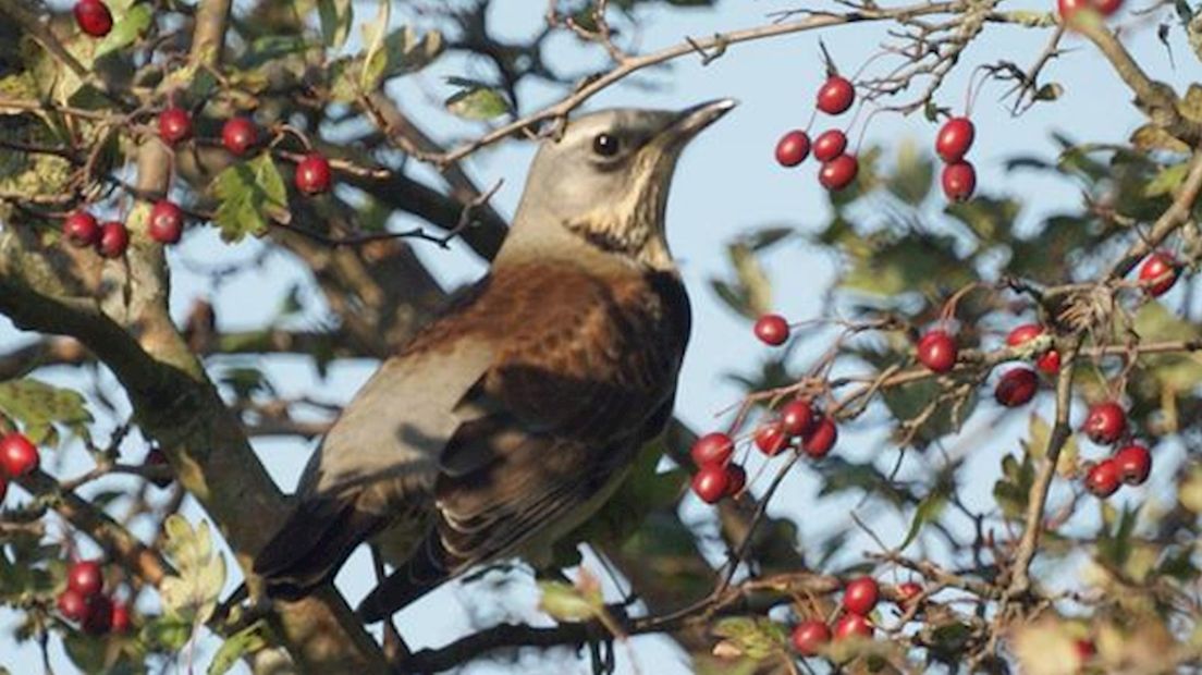 Kramsvogel