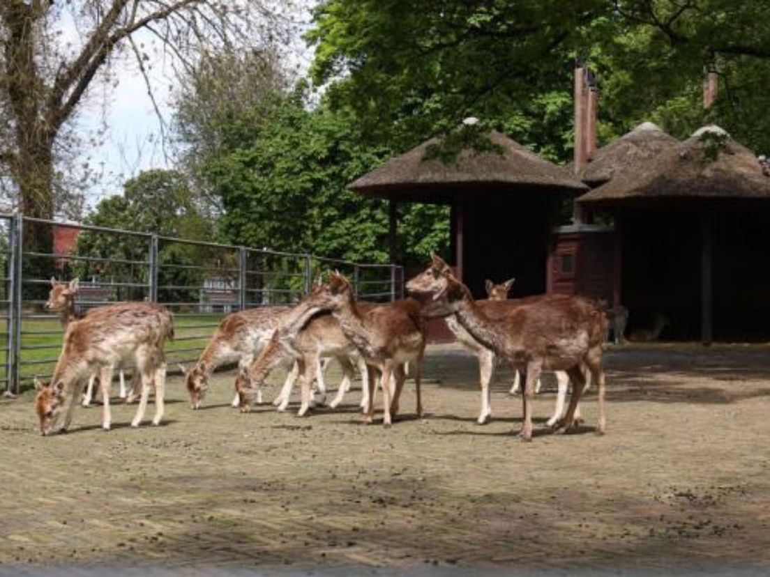 De herten in Park Merwestein in Dordrecht