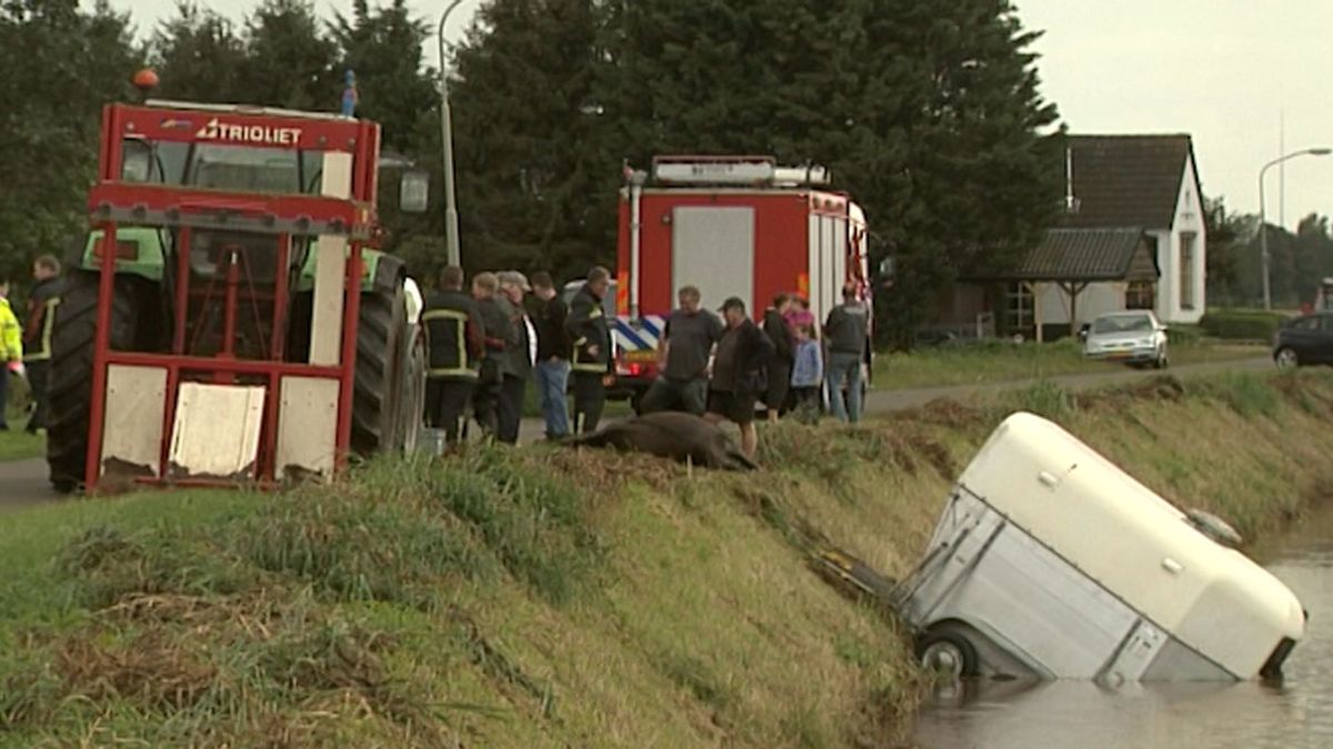 Paard dood bij ongeluk in Nieuw-Weerdinge