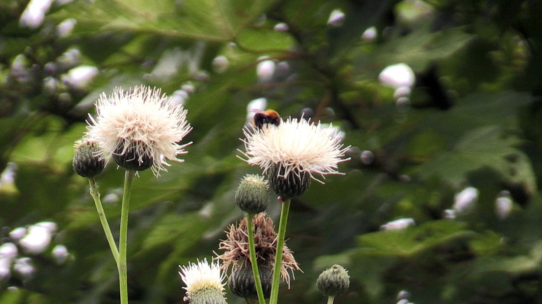 De bloem van een witte distel