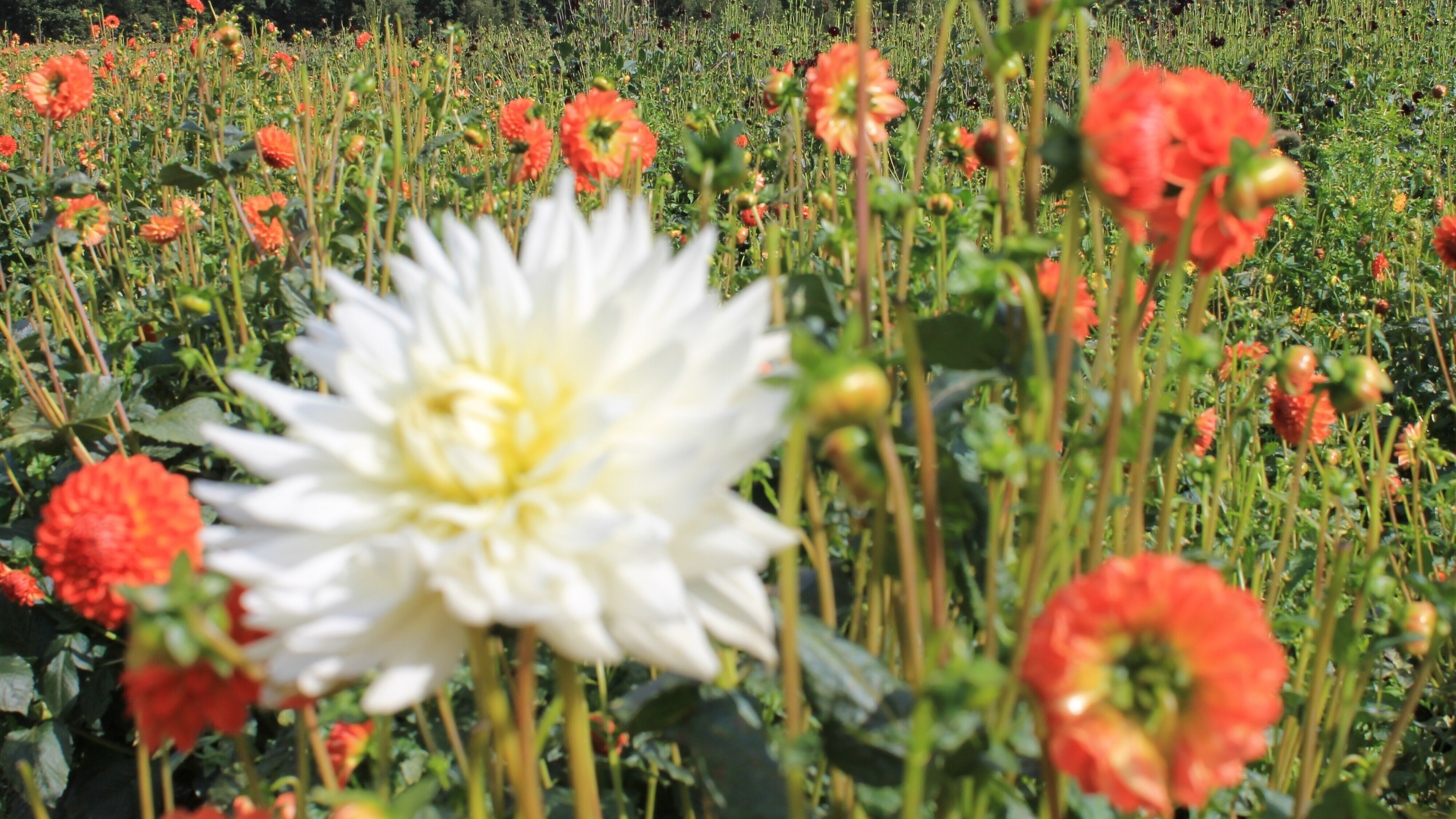 Westerveld stuurt bij: geen beperking voor alle sierteelt, maar focus op 'risicovolle' bloemteelten