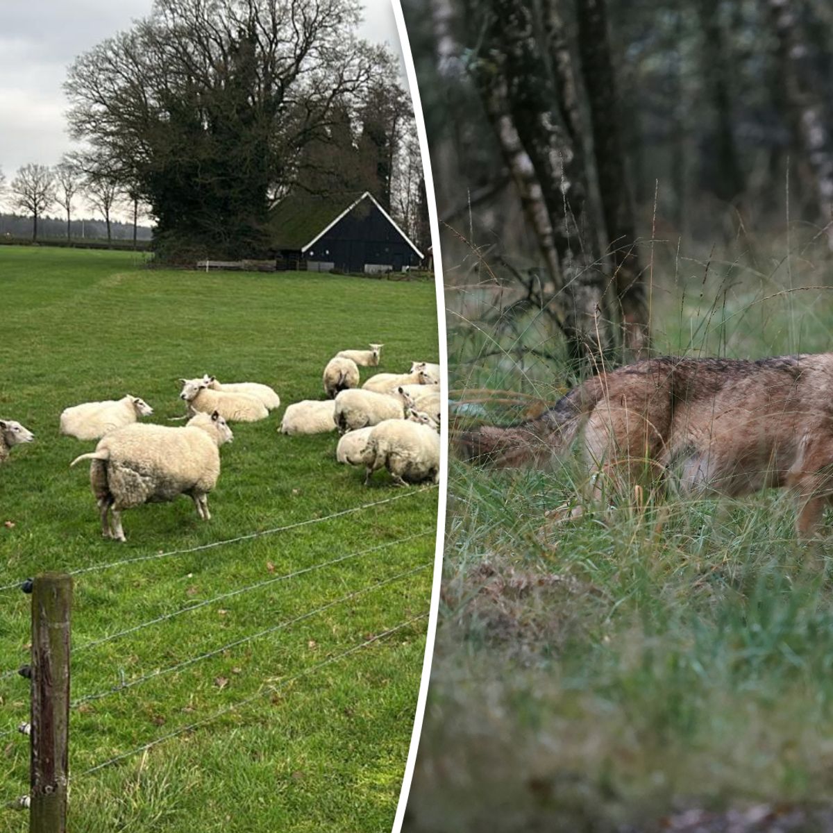 Een Wolf Op De Huid Van Een Schaap Bij Schapen. Generatieve Steun Stock Illustratie - Illustratie van zeggen, uitdrukking: 269987213