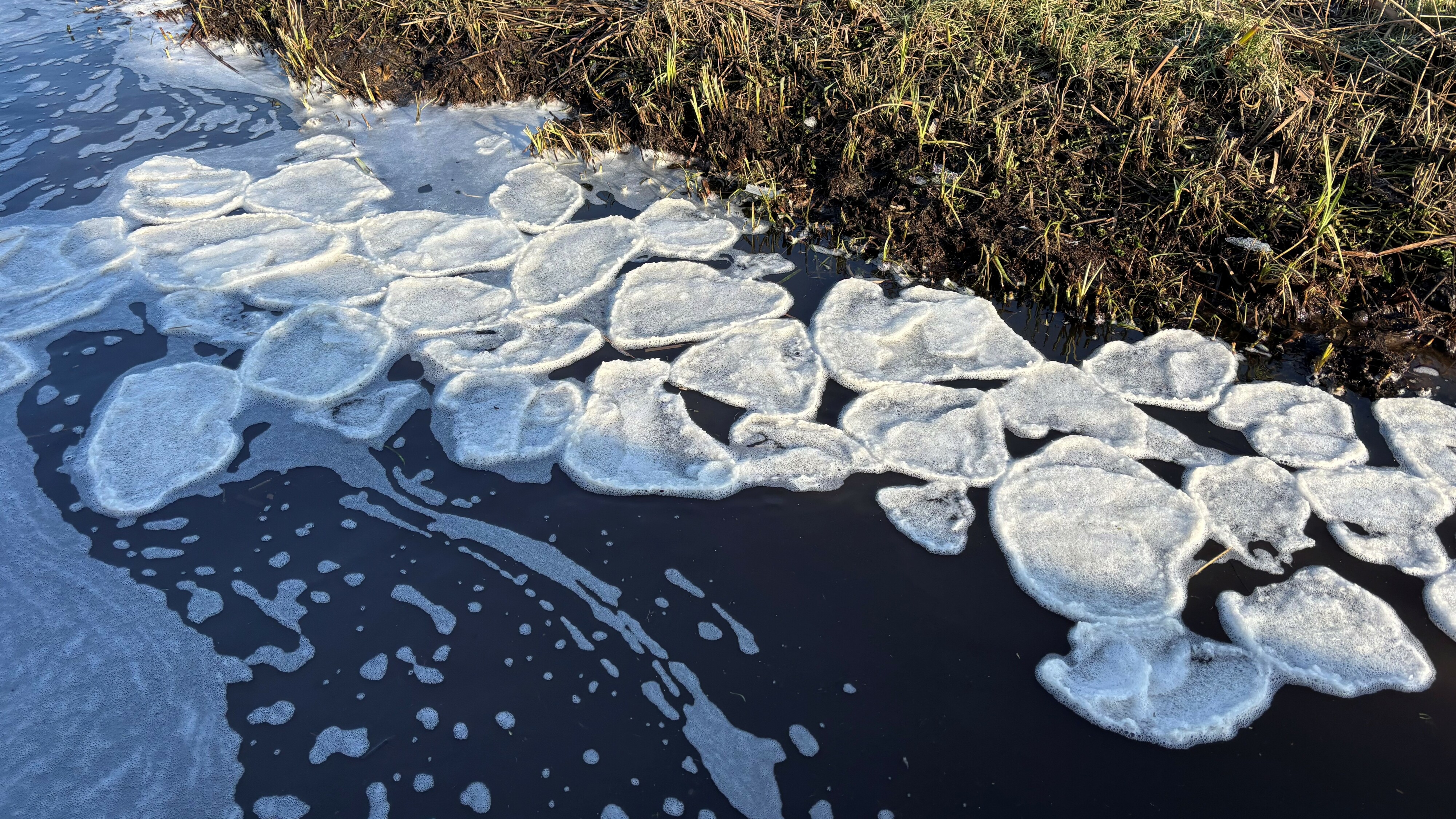 Bysûnder natuerfenomeen yn Grou: iispankoeken op it wetter