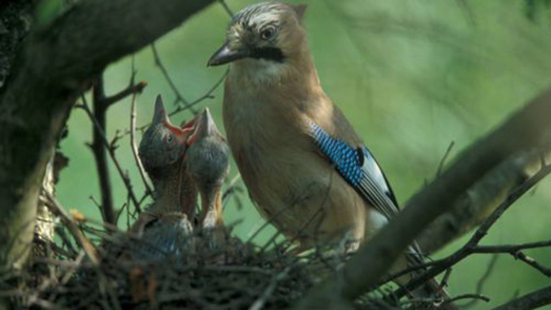 'Vlaamse' invasie verrast vogelaars