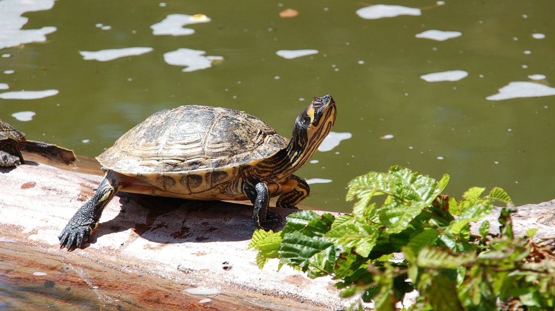 Waterschildpad Castor (niet op foto) is weer teruggevonden (Rechten: Pixabay.com)