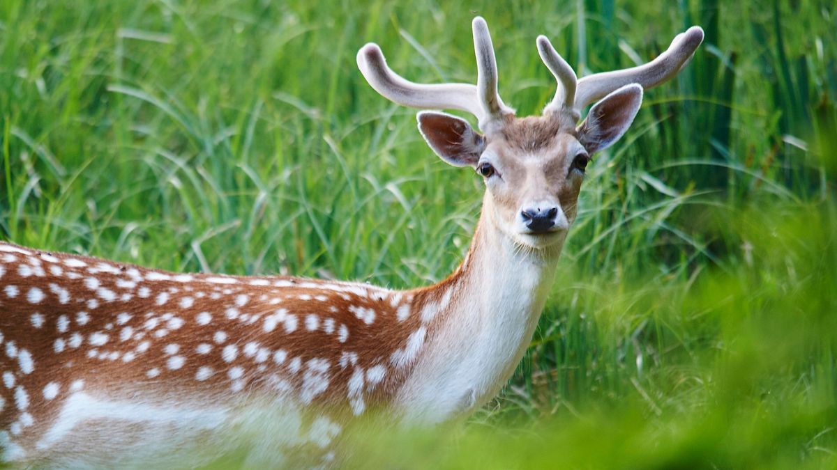 Provincie wil damherten afschieten bij Katlijk: 