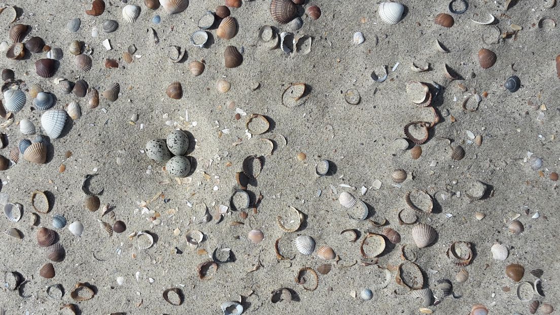 Het nestje op het strand toen het nog intact was.