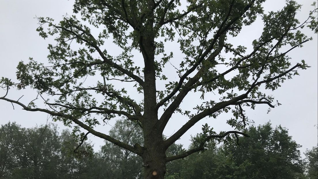 Dertig bomen langs N737 bij Frans op den Bult in Deurningen gered