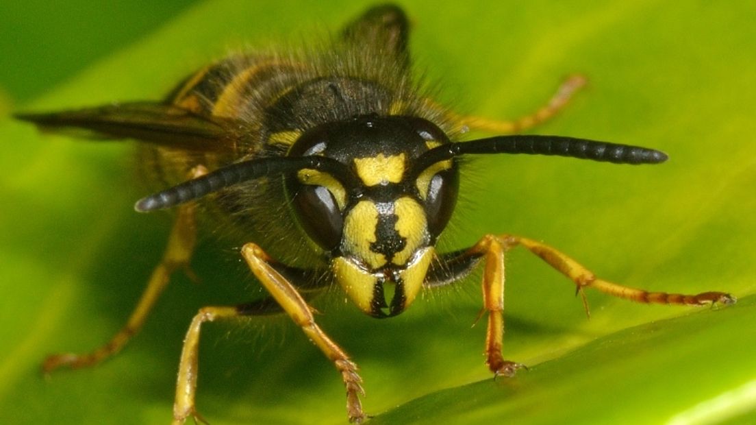 Wespen helpen bij het bestrijden van andere insecten (Rechten: Free Nature Images/Ab H Baas)