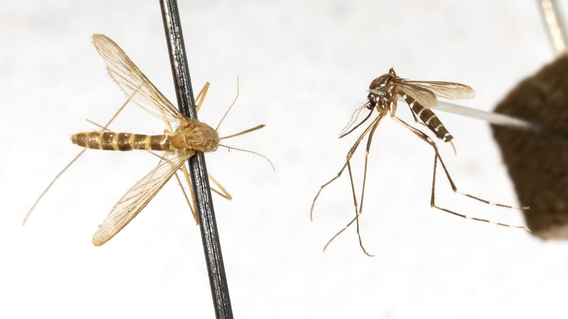Een opgezette tijgermug (R) naast een gewone huissteekmug in het Naturalis Biodiversity Center