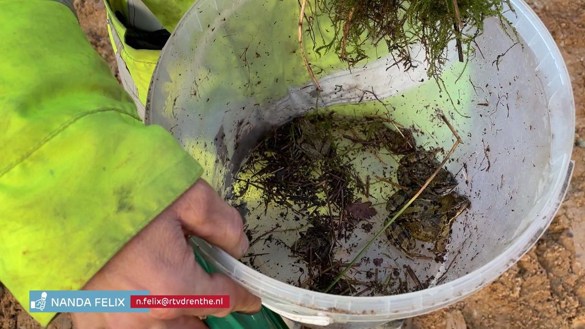 Watercrassula bedolven onder zand in Valthe