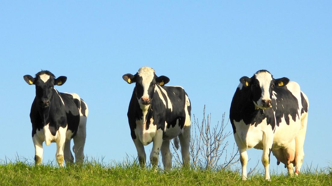 Koeien op gepaste afstand van elkaar in Veere