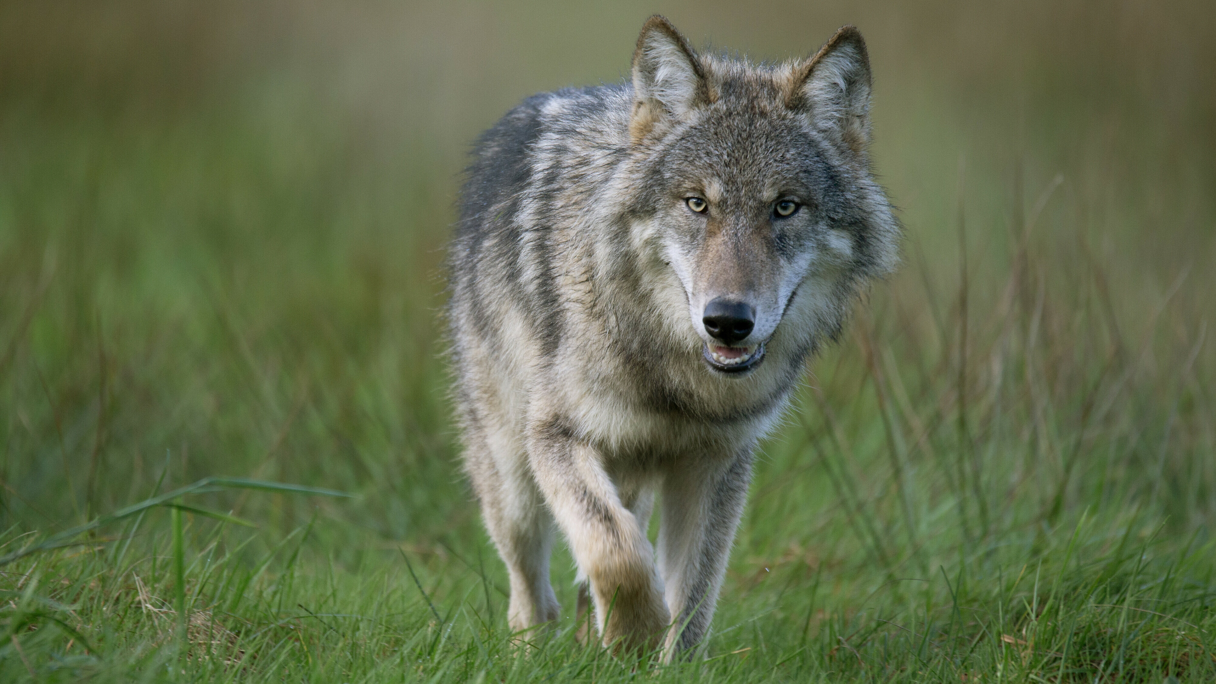Wolvenplan bijgeschaafd na kritiek provincies