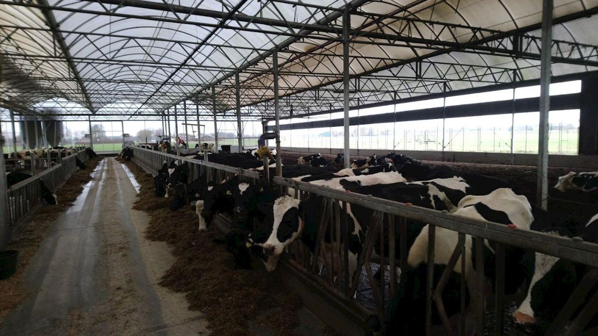 Waar moet de kerstboom naartoe? Boer Koonstra in Vinkenbuurt wil ze hebben voor zijn koeien