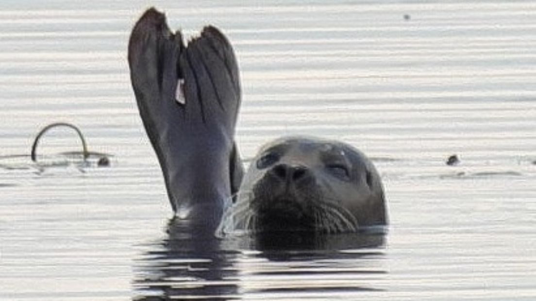 De zeehond die is opgedoken in natuurgebied De Onlanden