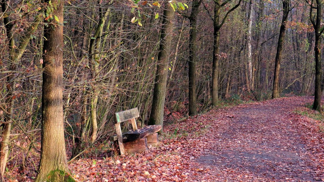 Bos bij Hulst