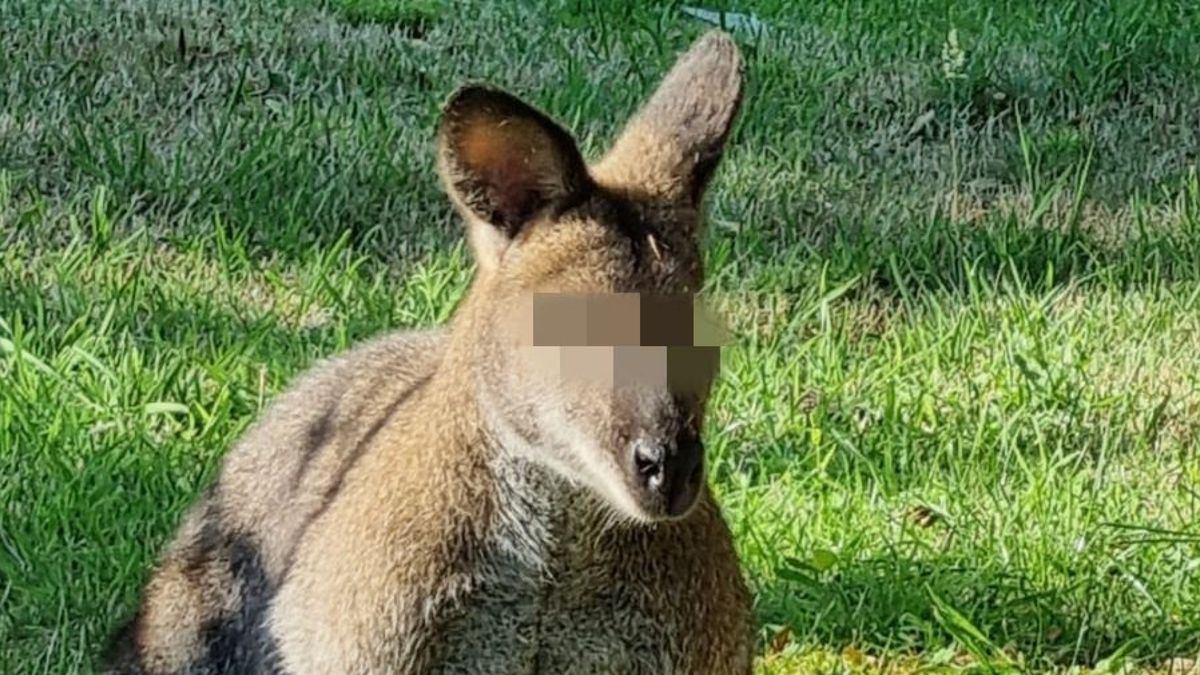 Politie druk met ontsnapte kangoeroe