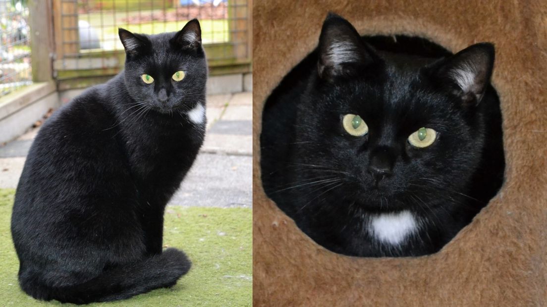 Ricky en Mennie waren katten die door de Stichting Scheldekat zijn herplaatst