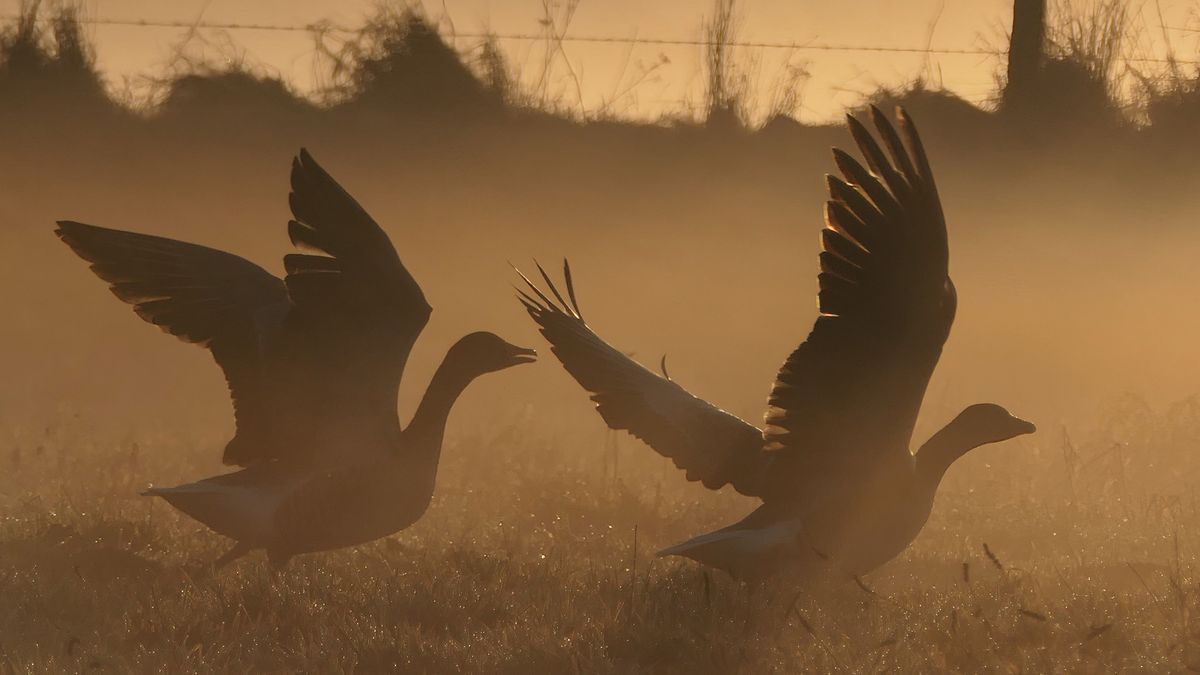 Limburg Kiekt: Meerlo, Grathem, Windraak en...