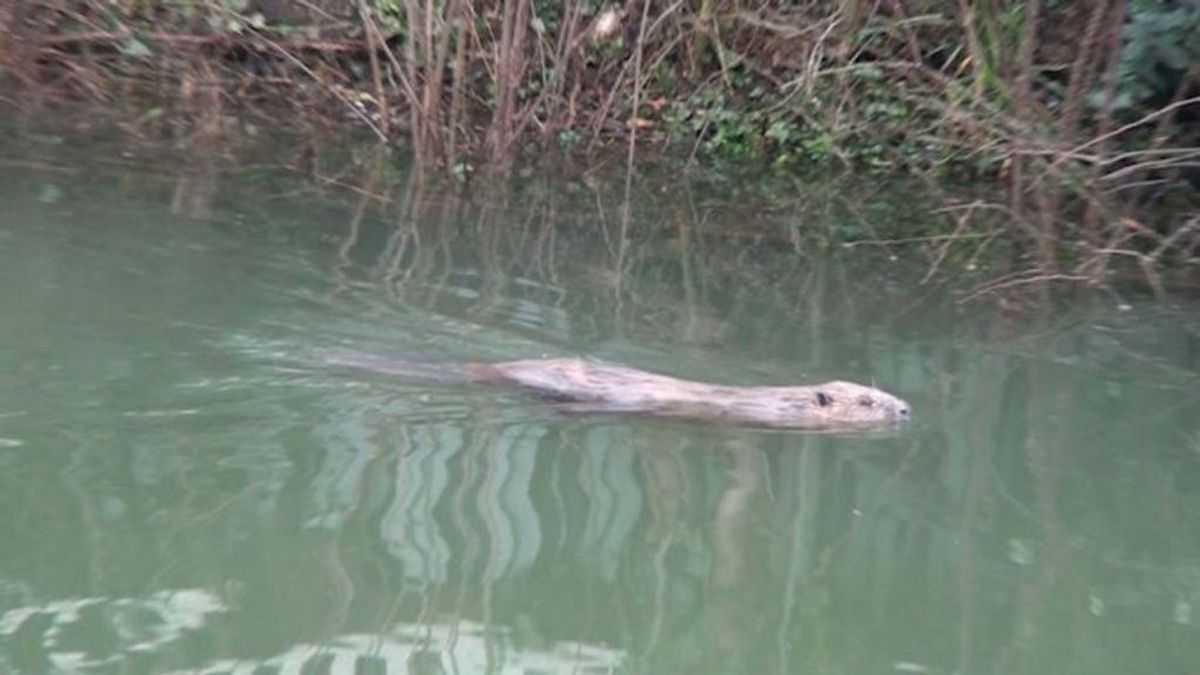 Bever laat zich op klaarlichte dag zien, bekijk de beelden