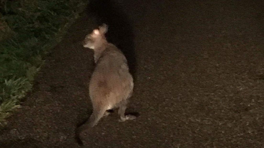 Wallaby Brammetje nog steeds niet gevonden