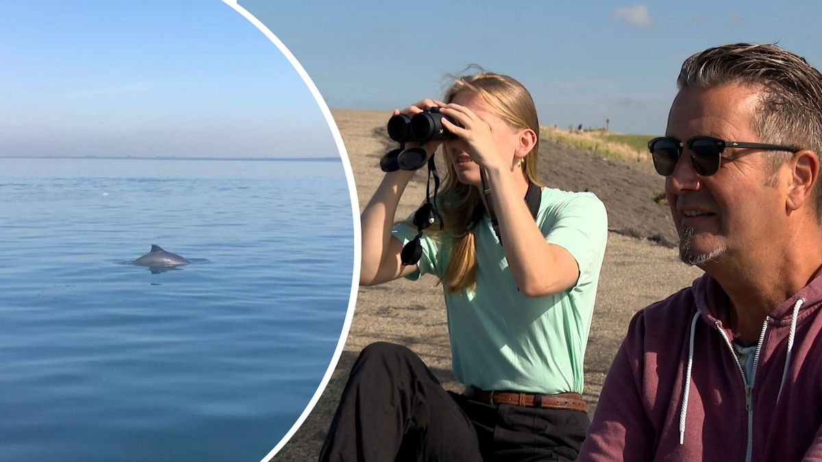 Nieuwe dierentelling in Zeeland, misschien niet eentje die je zo 1, 2, 3 zou verwachten...