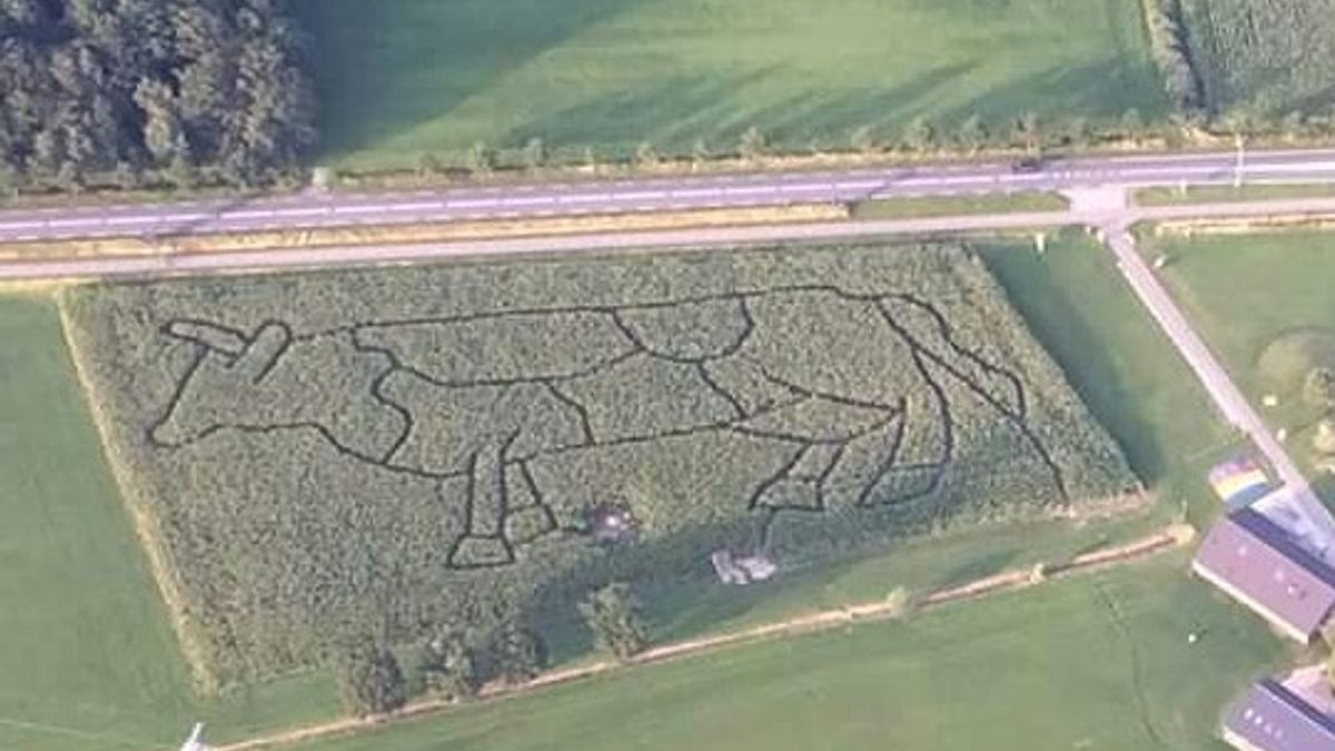 Koe-maisdoolhof in Geesteren: deze koe moet je wel in de kont kijken