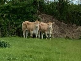 Twintig koeien nemen de benen in Hulst, twee van de dames gespot in Kloosterzande, vijf in Graauw