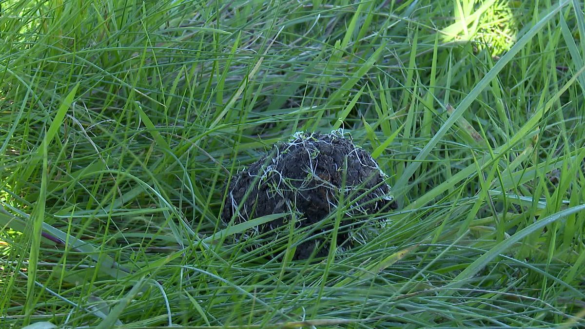 Kinderen herdenken bombardement van Westkapelle met zelfgemaakte 'bloembommen'