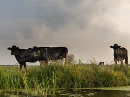 Subsidie voor vermindering stikstof binnen vijf dagen op, provincies vullen aan met 9 miljoen