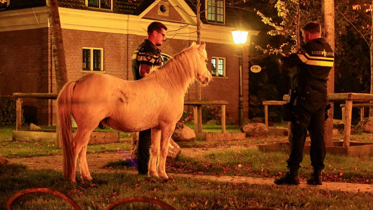112-nieuws woensdag 16 oktober: Omstanders vangen loslopend paard • Brand in Beerta