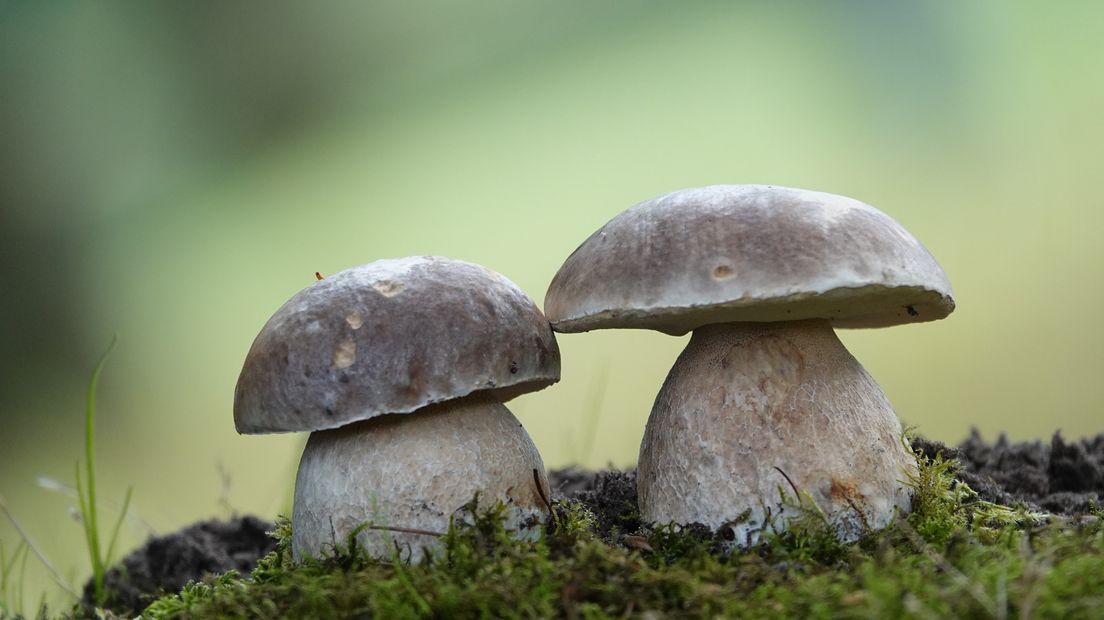 Paddenstoelen in het Winschoterbos
