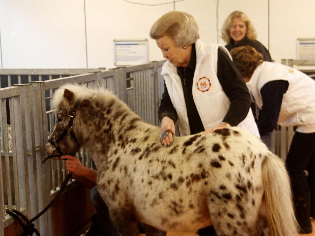 De koningin als paardenverzorgster