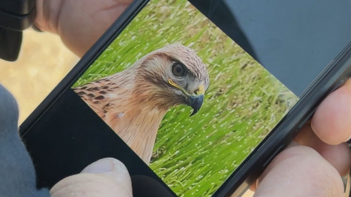Zeldzame arendbuizerd neergestreken bij Aldtsjerk: 