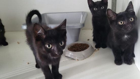 Doos vol met kittens gevonden langs de weg Home
