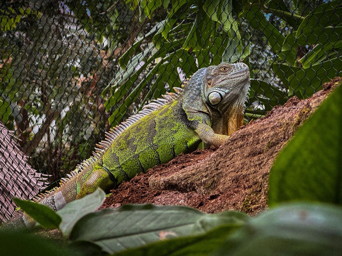 Wat gebeurt er als een nieuw dier arriveert? Groene leguaan maakt zijn entree in Wildlands